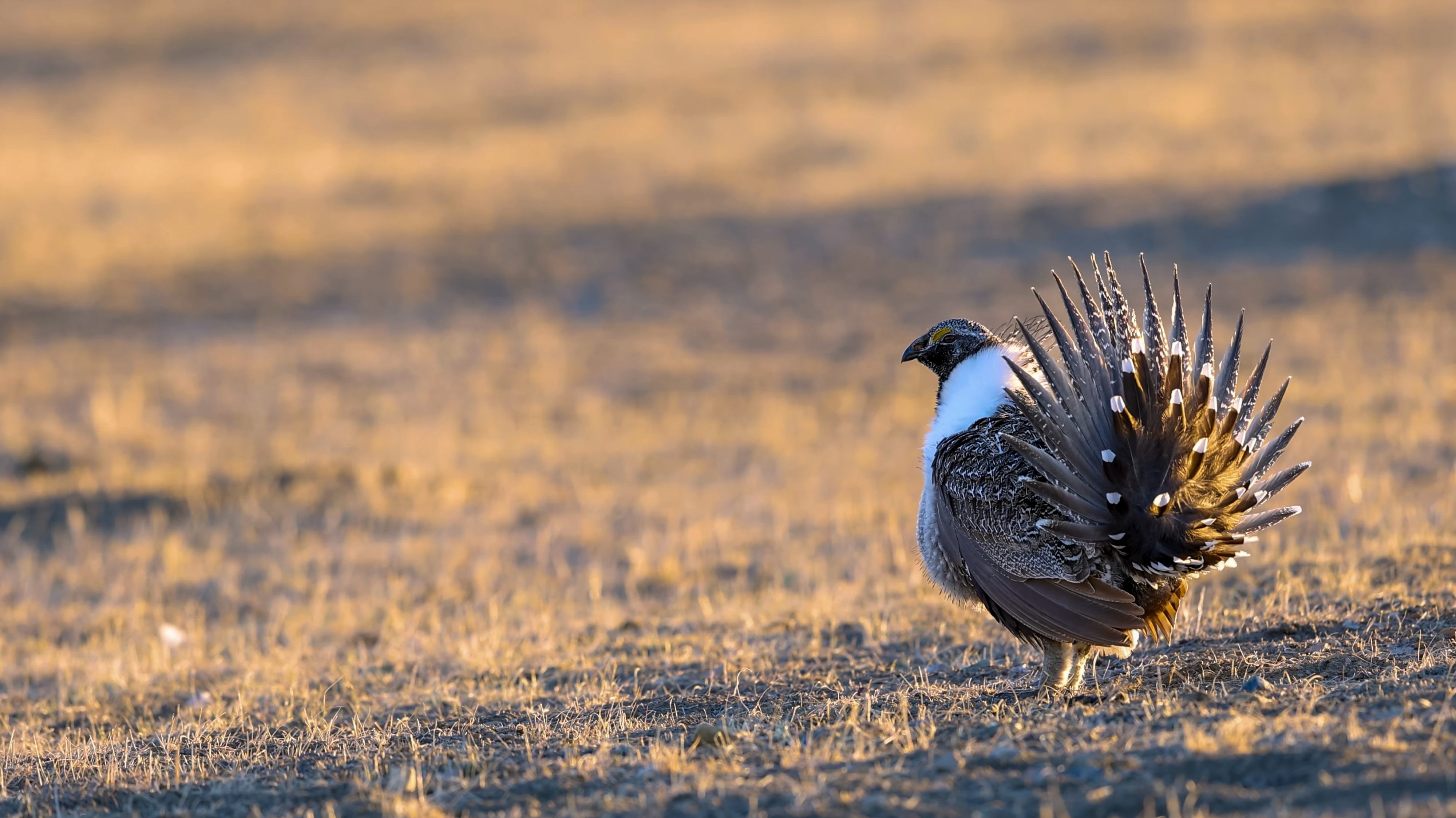 best upland bird hunting