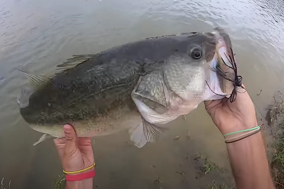 Angler Jigs Up Giant Bass Close to Shore in Public Pond