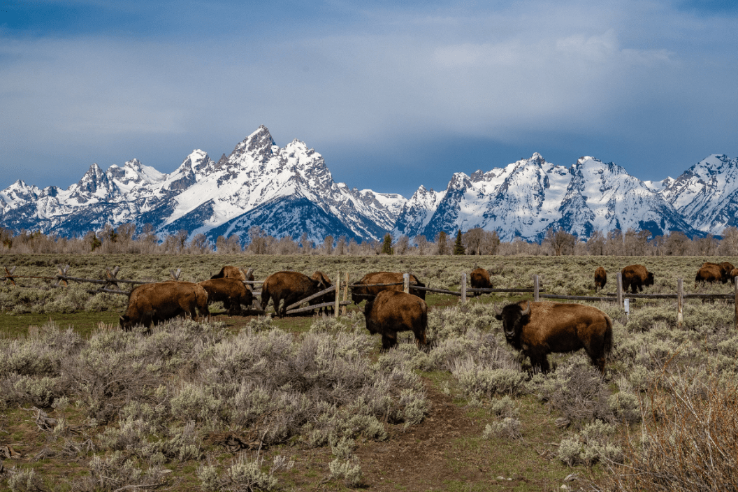 bison graze on grass in front of snowy mountains