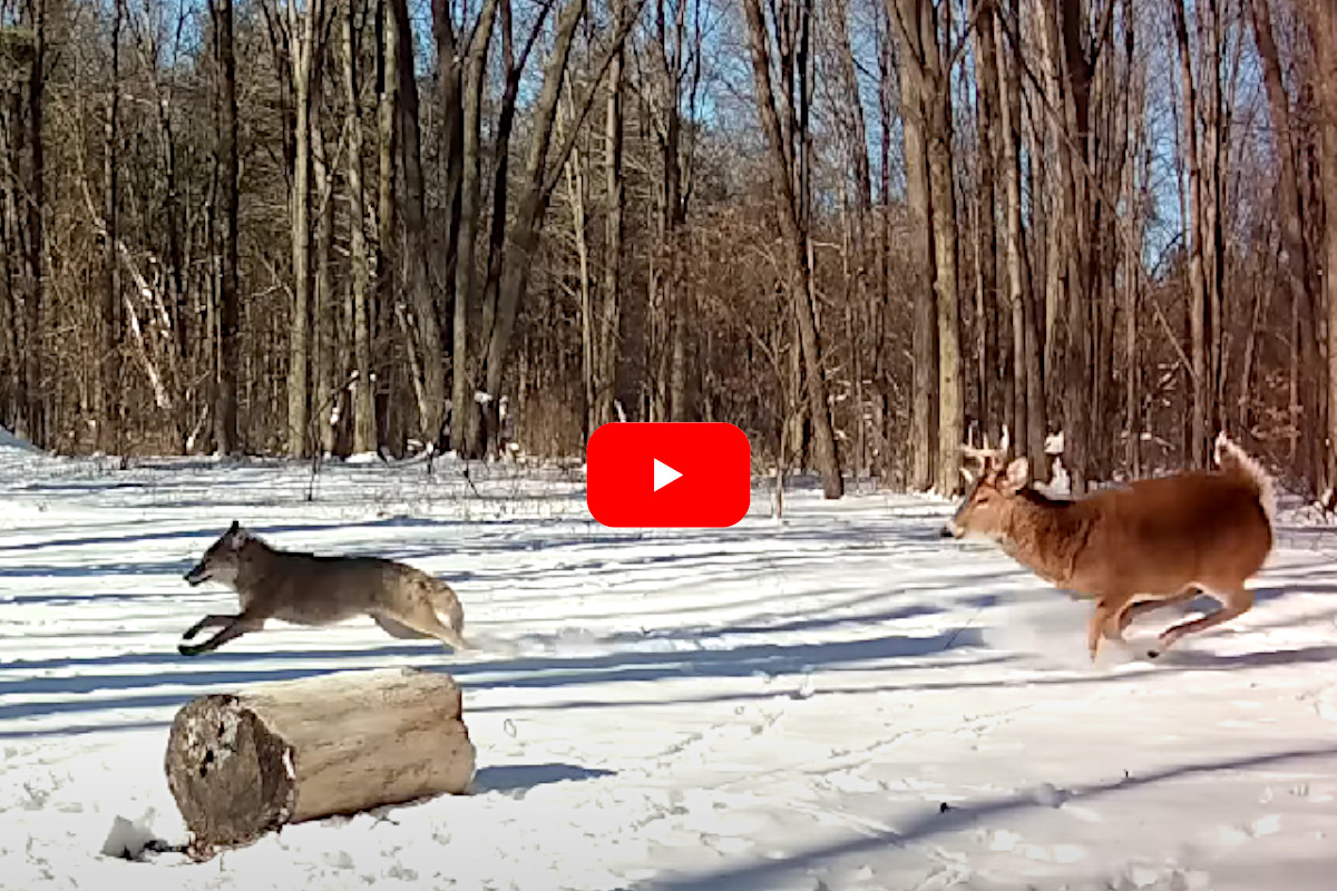 Buck Chases Coyote