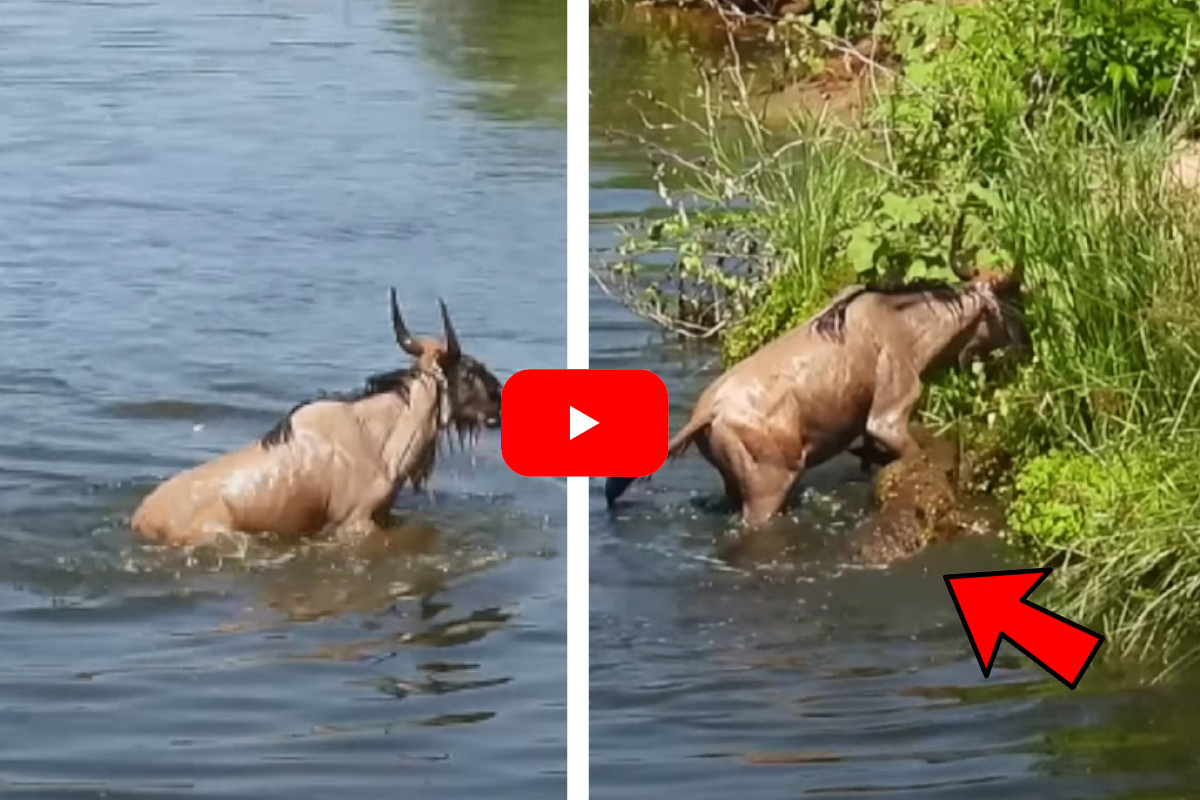 Crocodiles Wildebeest Tourists