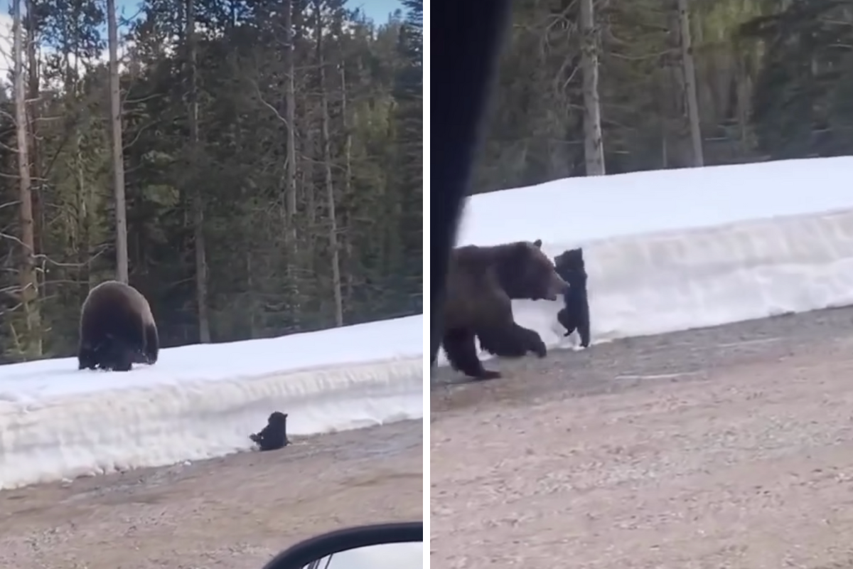 a bear and her cubs try to climb a snow bank