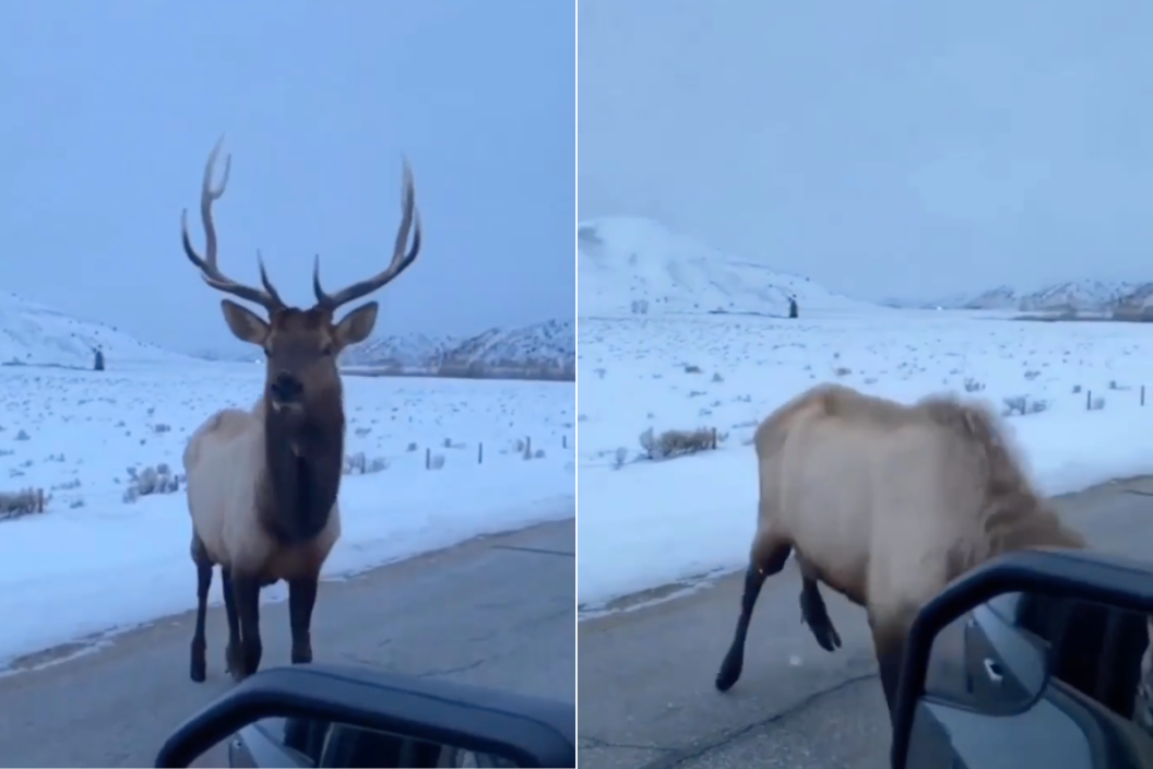 Elk flattens mans tire