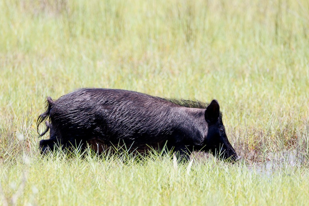 feral hogs