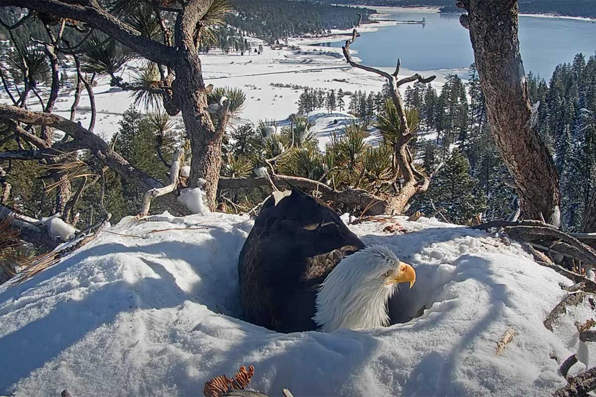 Bald Eagle Lays Second Egg Amid Massive Snow Storm