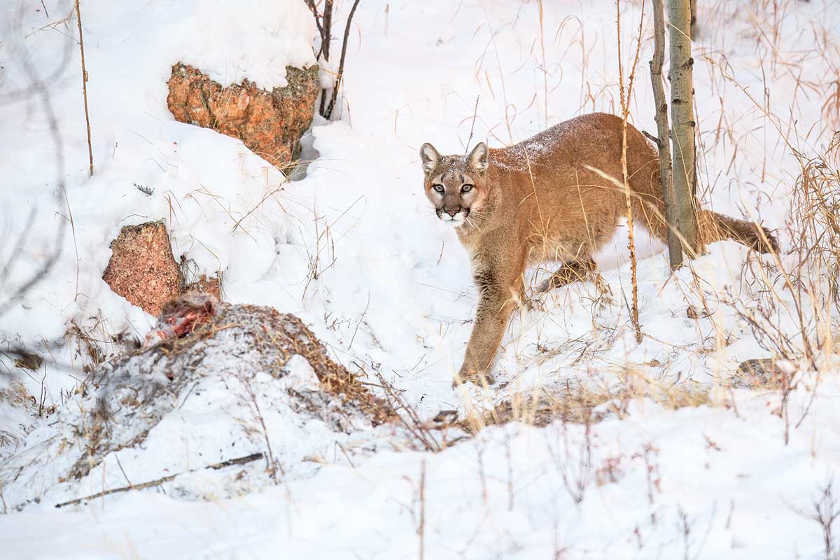 mountain lion kills dogs