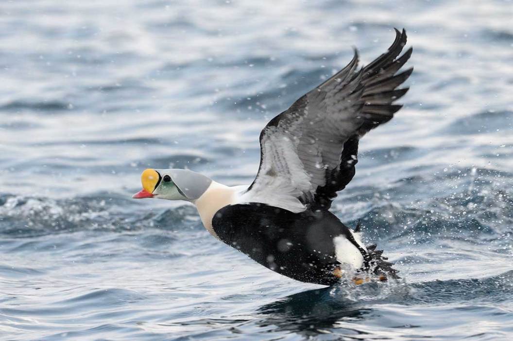 Best Duck Hunting States 10 Premier Waterfowl Destinations