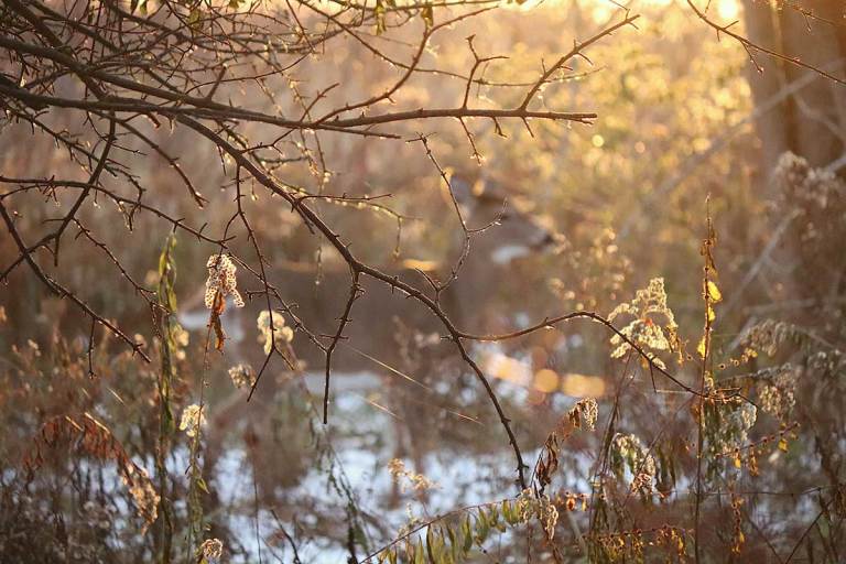 9 Things That Scare Us While Deer Hunting