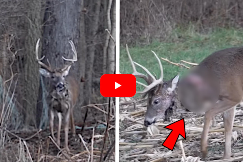 Injured Neck Buck