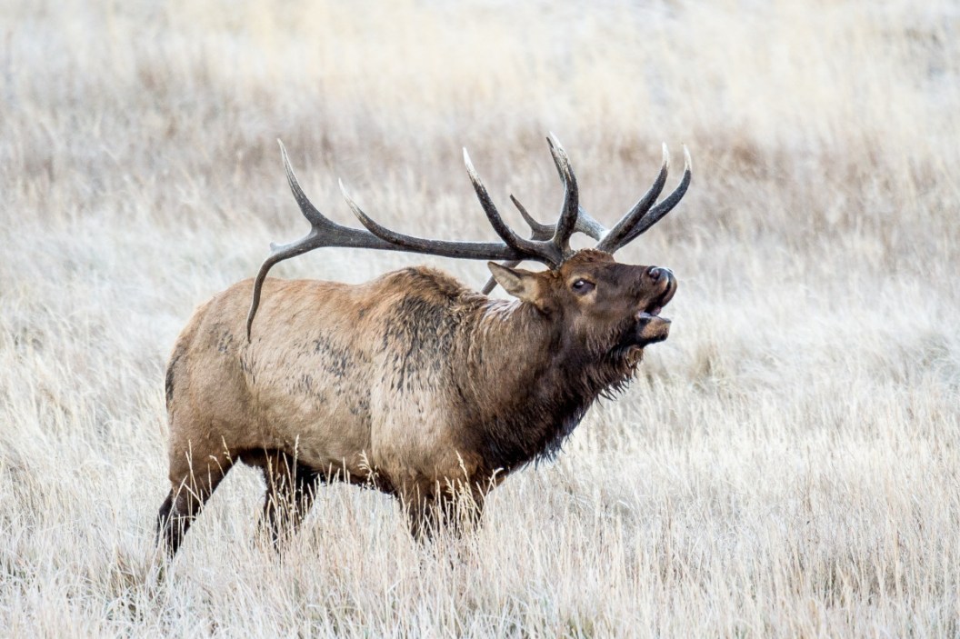 Iowa Elk Sightings on the Rise According to DNR