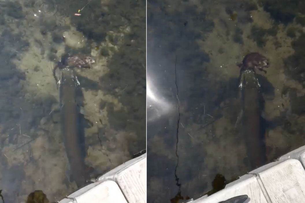 Two boys capture video of a muskie eating a muskrat.