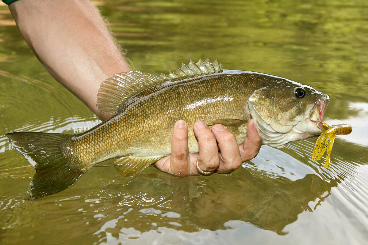 Ohio Fishing License