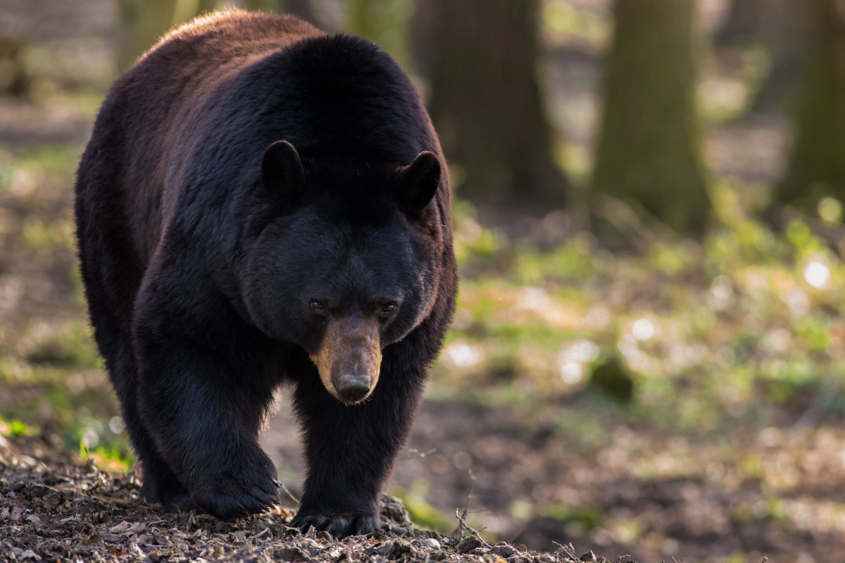 Poaching 500-Pound Black Bear