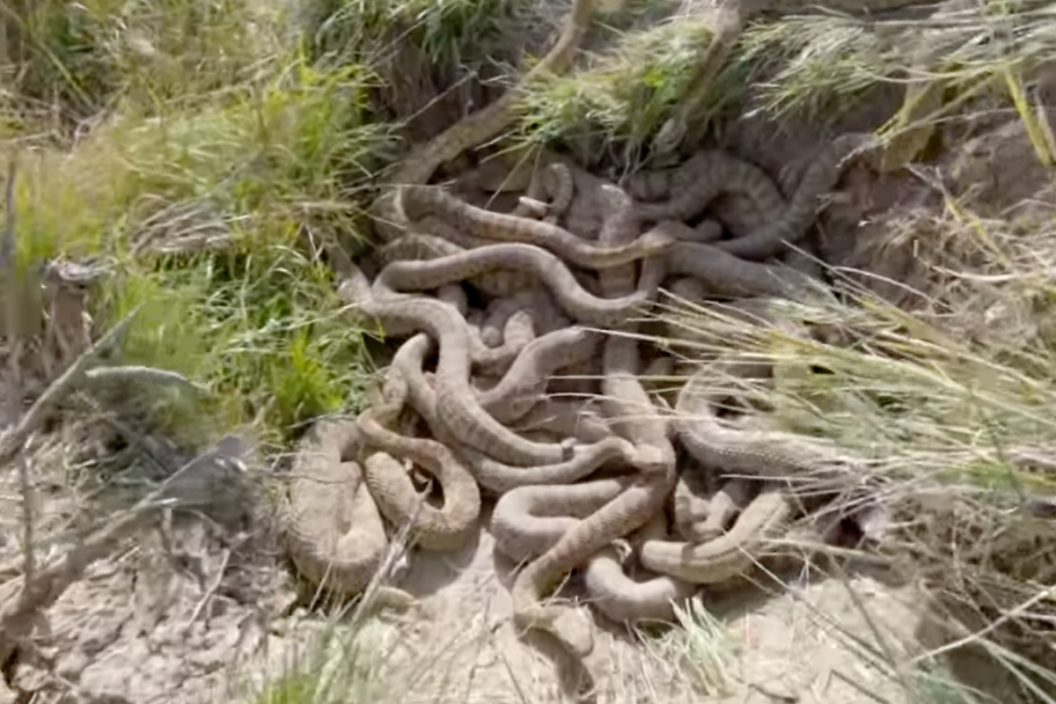 Man captures a video of a massive rattlesnake den