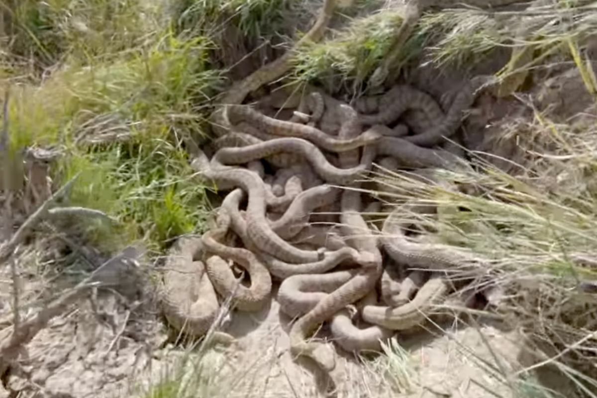 Watch: Man Sticks GoPro Inside Rattlesnake Den in Montana