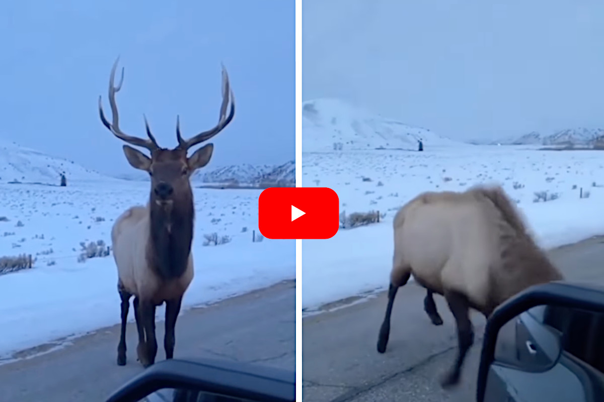 Bull Elk Flattens Truck Tire In Response to Taunts By the Driver