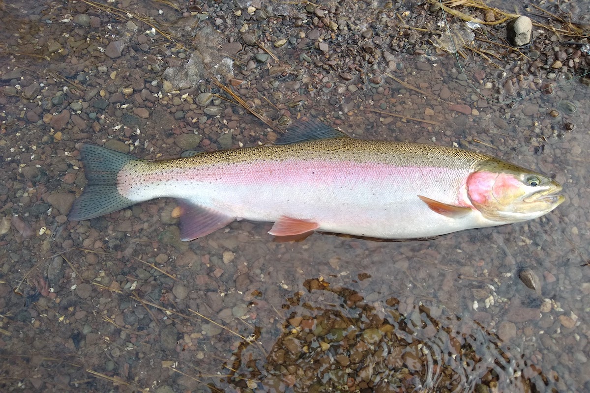 butterflied rainbow trout recipe