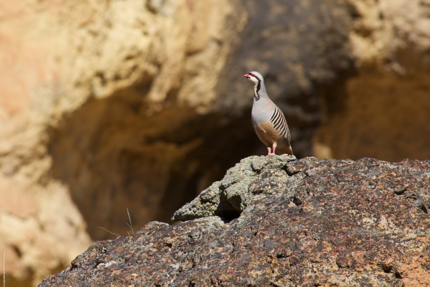 Upland bird hunting