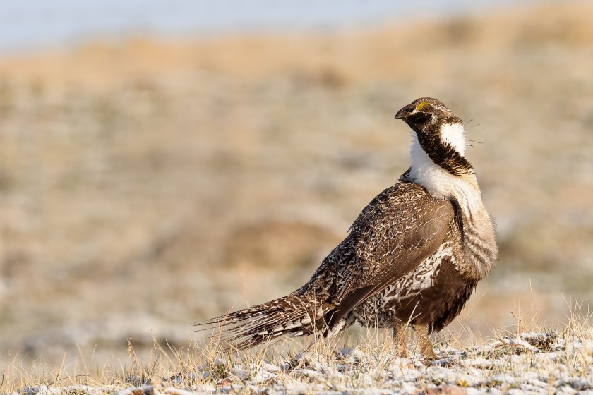 upland hunting - A male sage grouse on his lek (strutting ground) in Wyoming