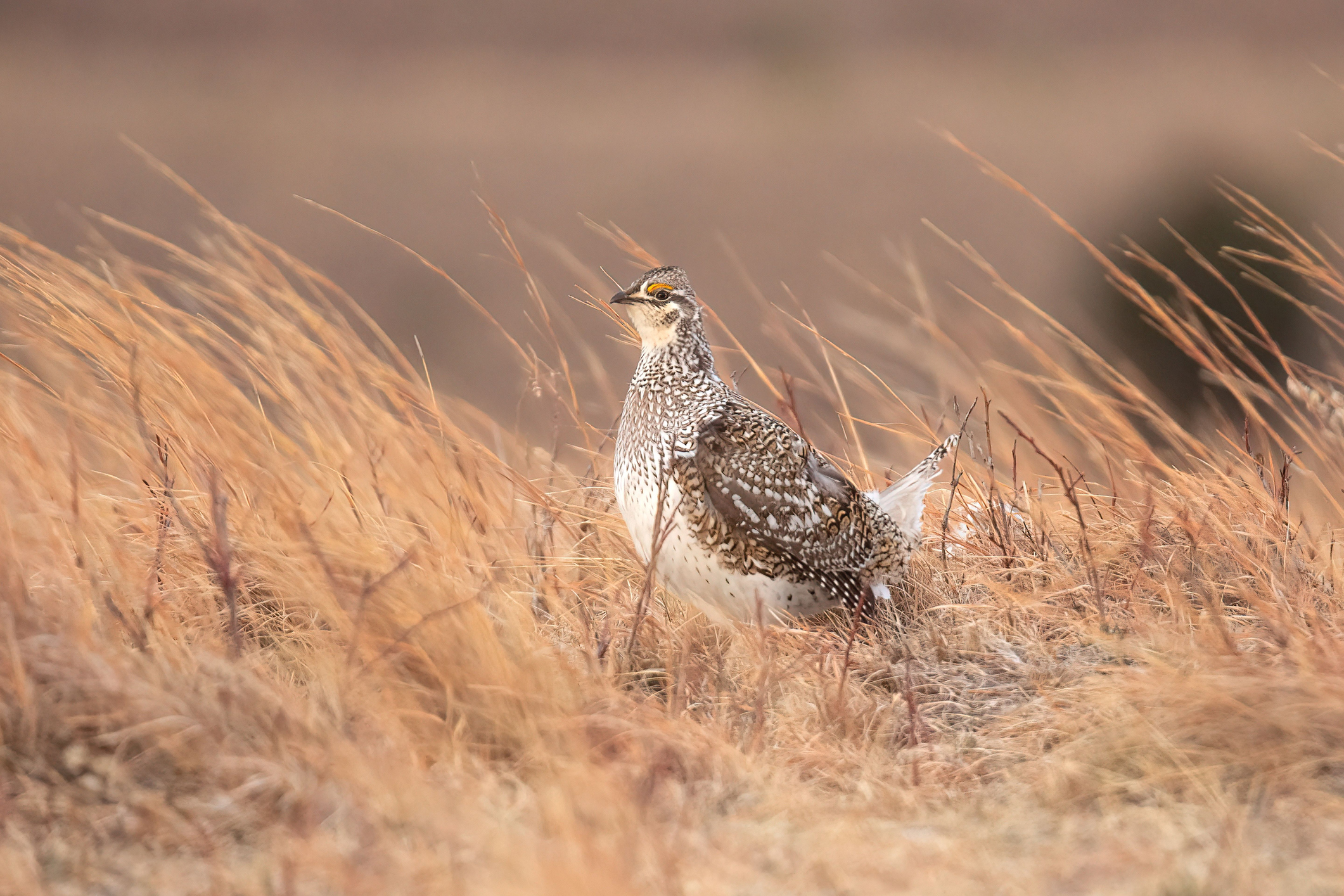6 Best Western States for Upland Bird Hunting