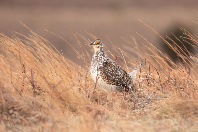 upland hunting - A closeup shot of a sharptail grouse in the sandhills