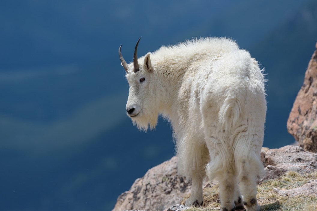 World Record Mountain Goat