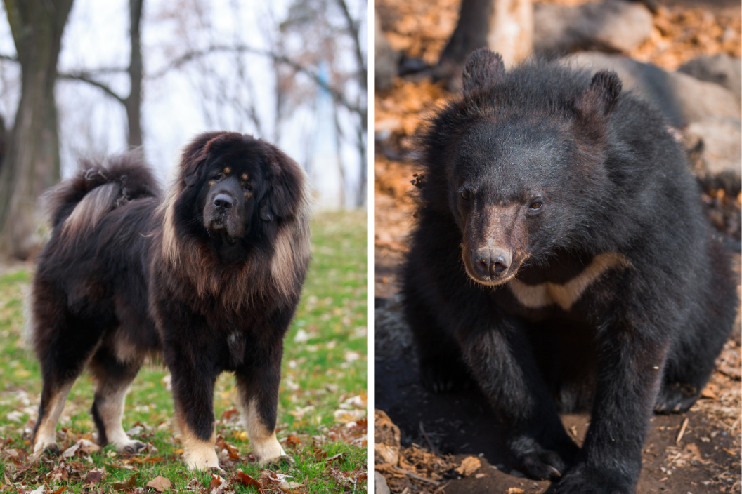Tibetan Mastiff and an asiatic black bear