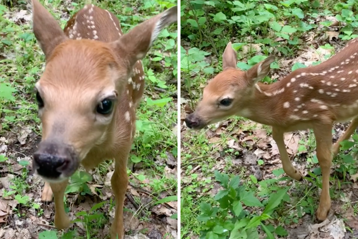 deer runs up to a bowhunter in the woods