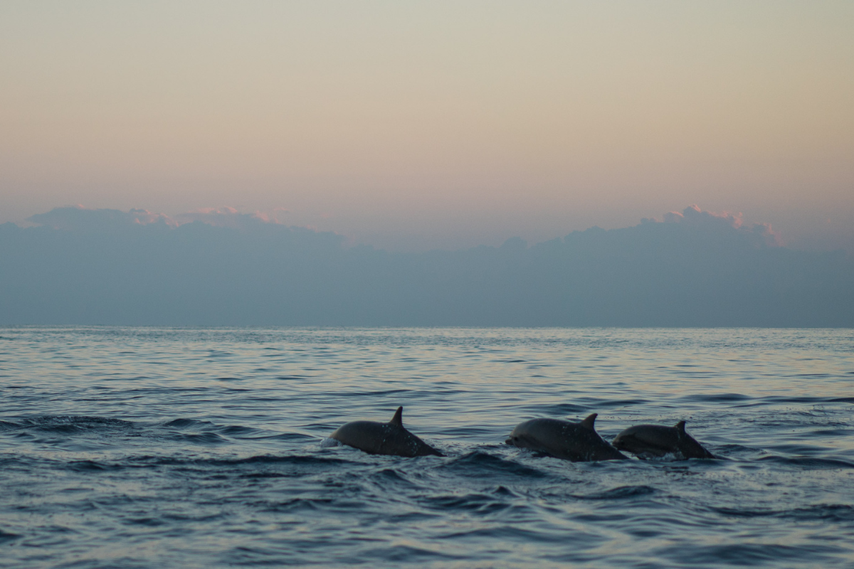 dolphins swim in water