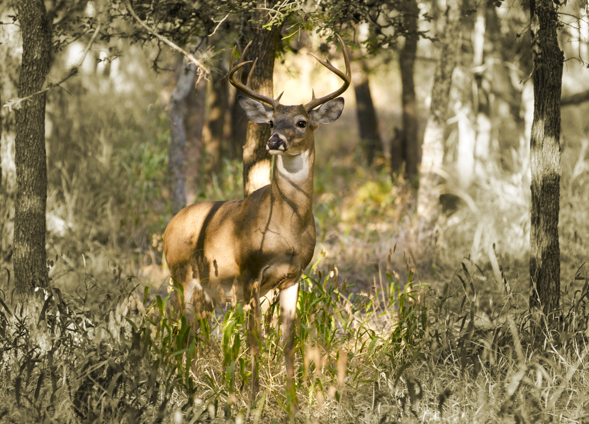 regal buck on alert amongst trees