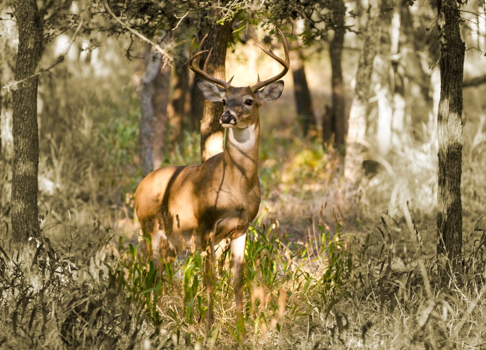 regal buck on alert amongst trees