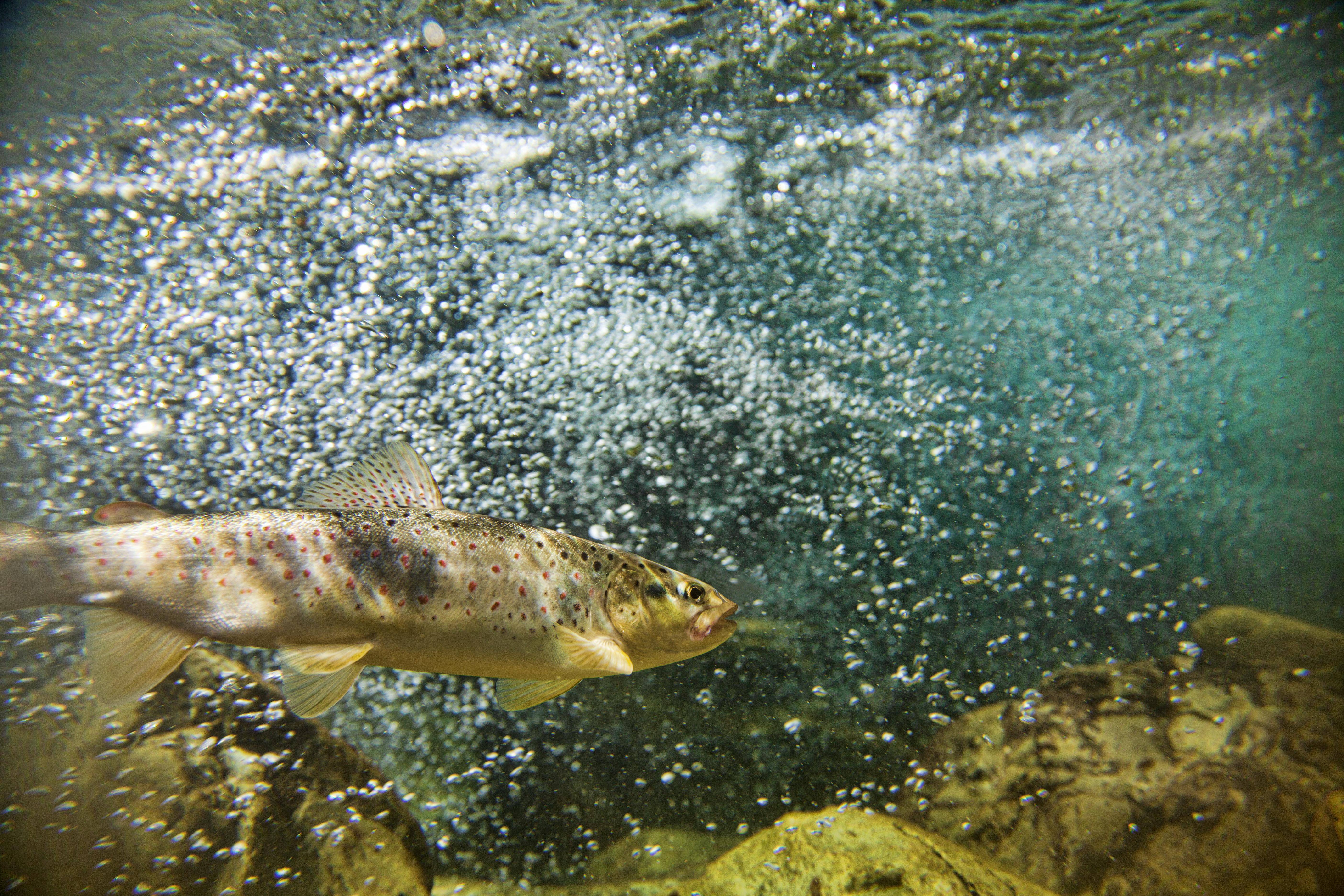 Single trout swimming in blue, green water in stream or lake with water bubbles. best trout streams