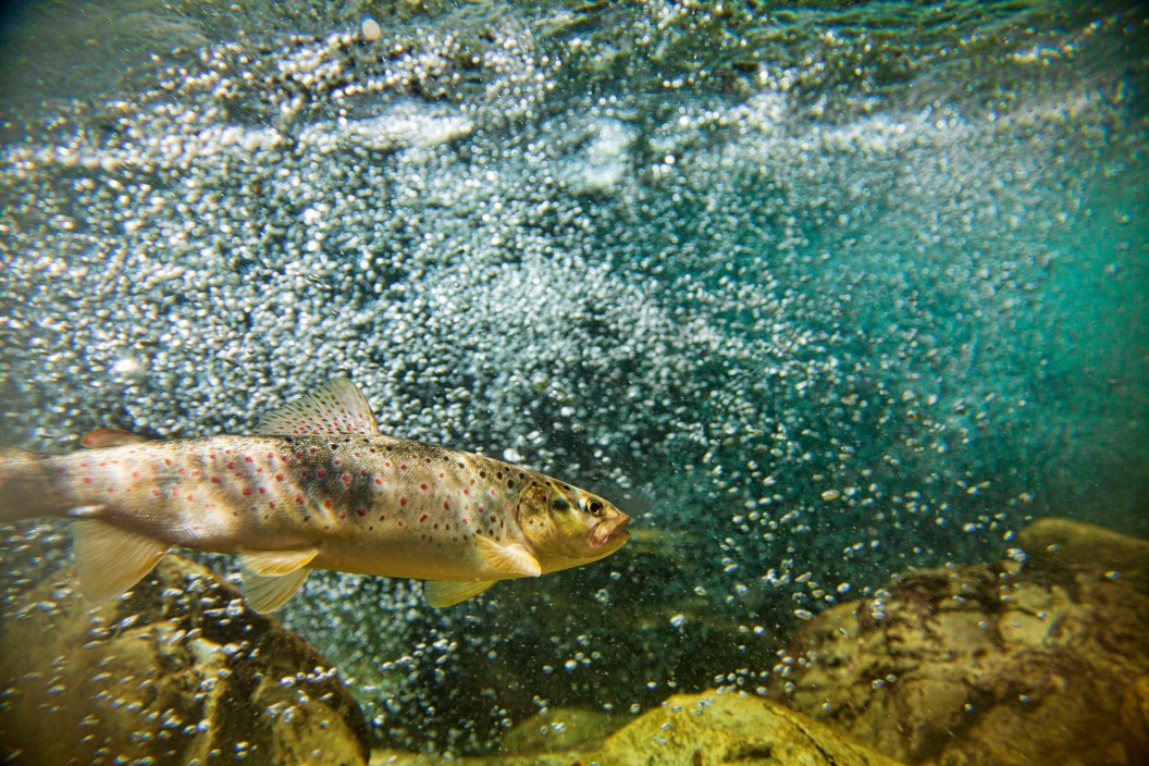 Single trout swimming in blue, green water in stream or lake with water bubbles. best trout streams