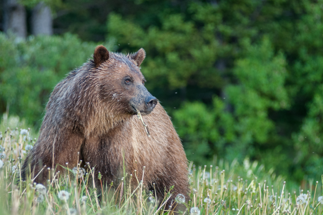 Grizzly bear stands in flowers and grass.