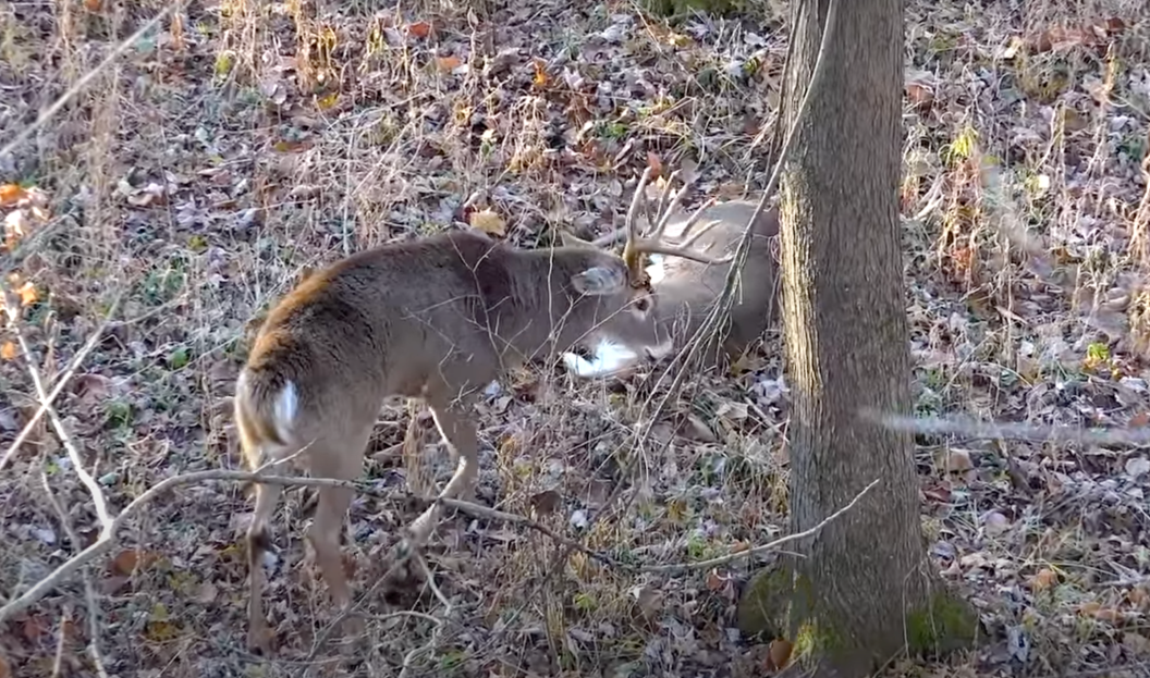 Buck checks out downed buck