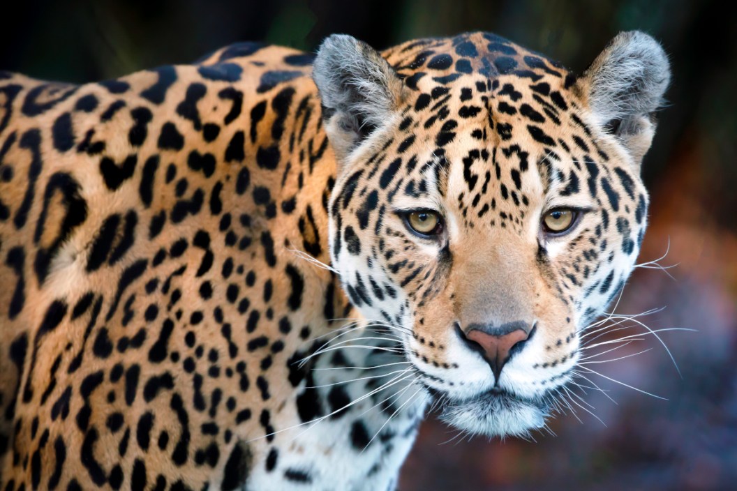 American Jaguar