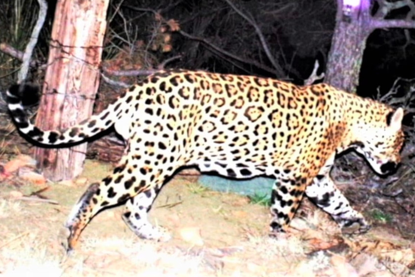 Jaguar Reintroductions in the U.S. Might Be a Thing in the Future