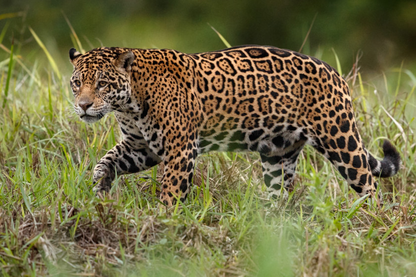 Jaguar Reintroductions in the U.S. Might Be a Thing in the Future