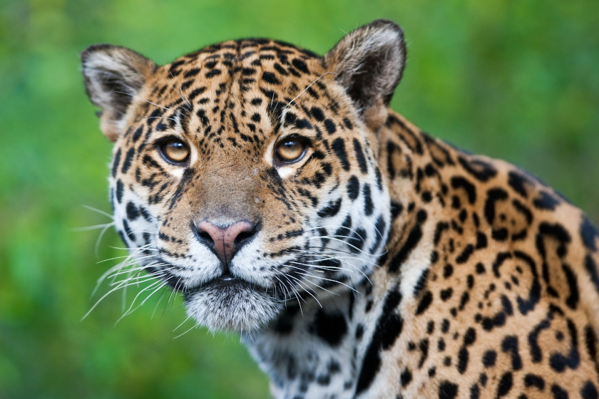 American Jaguar