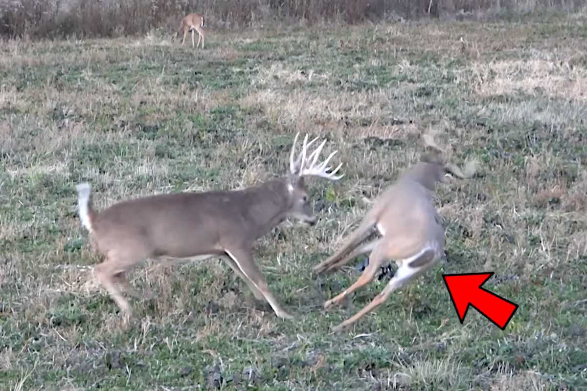 Big Buck Destroys Decoy Twice