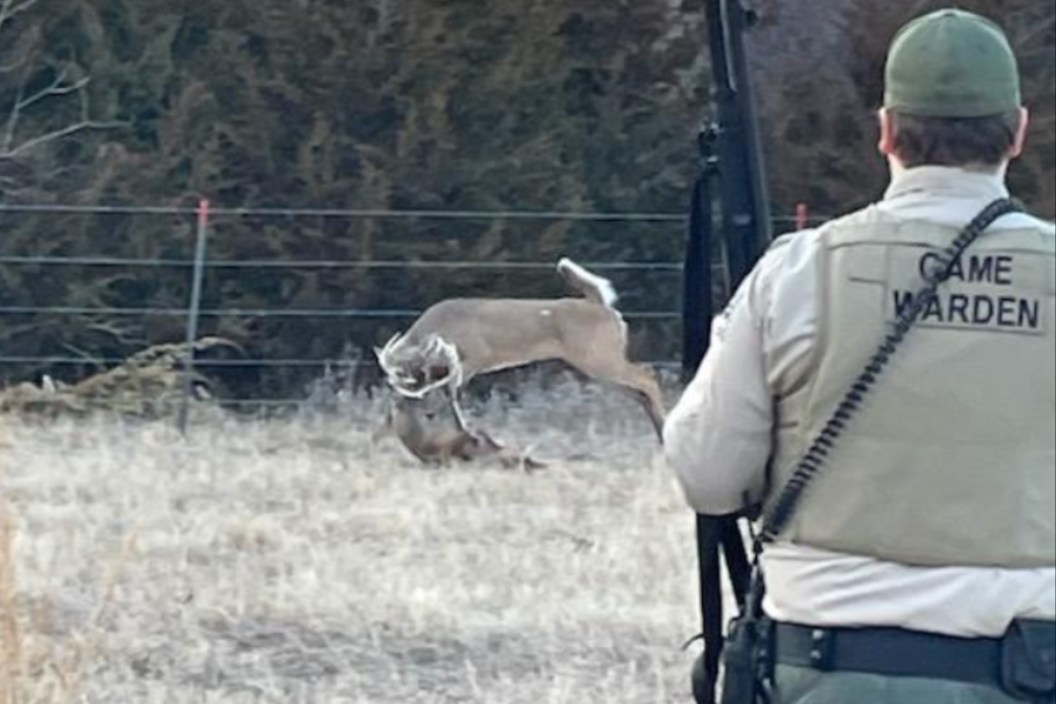 Game warden approaches deer with locked antlers
