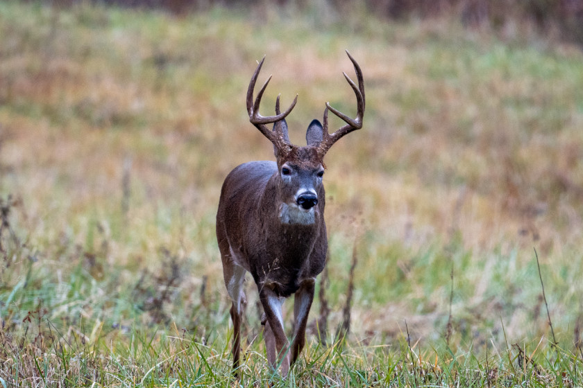 Choosing a Treestand Location The 5 Most Important Factors