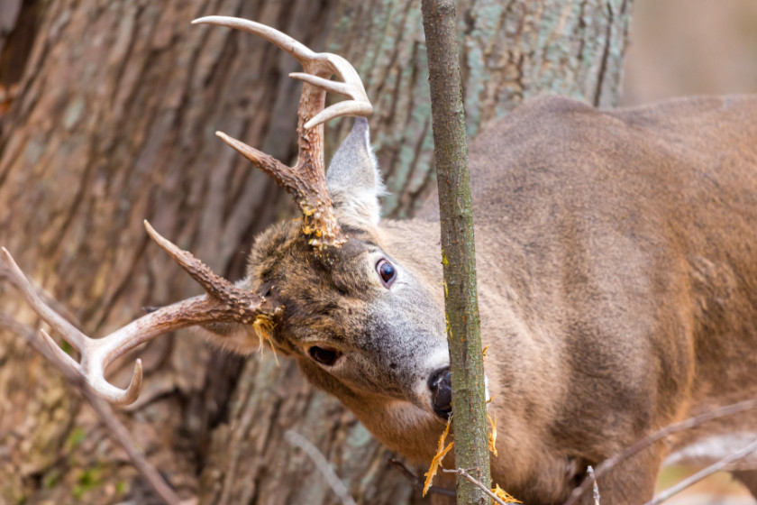 Choosing a Treestand Location