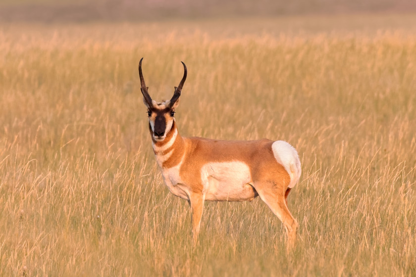 Colorado Big Game State Records