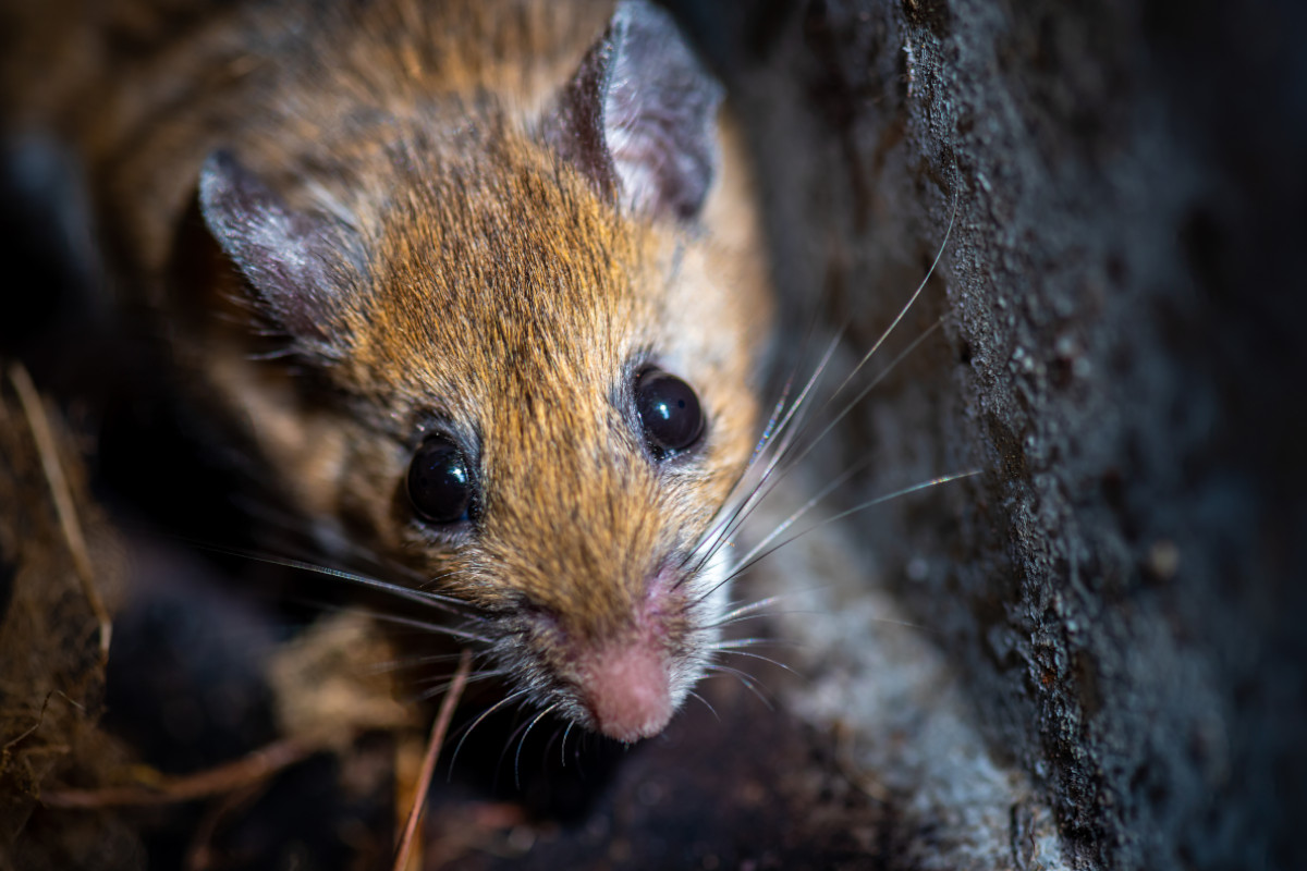 How to Keep Mice Out of Camper