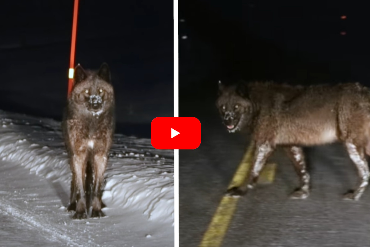 Wolves Intimidating Huge Yellowstone Wolf Intimidatingly Crosses a Dark Road at Night