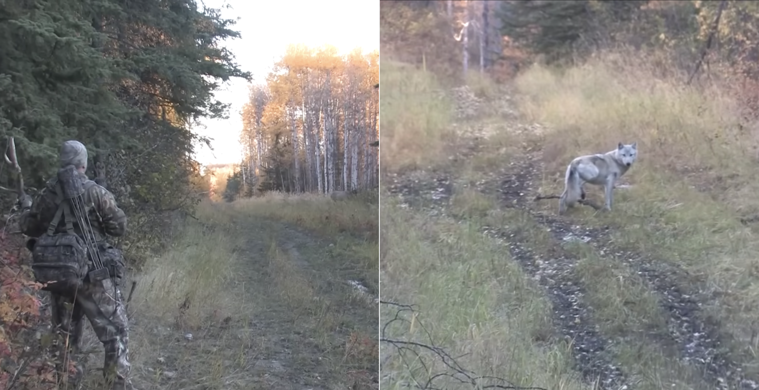 Living For the Rut elk wolf hunt