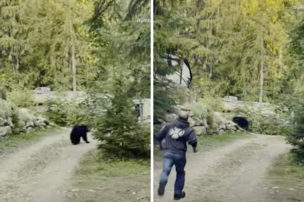man chases after backyard bear