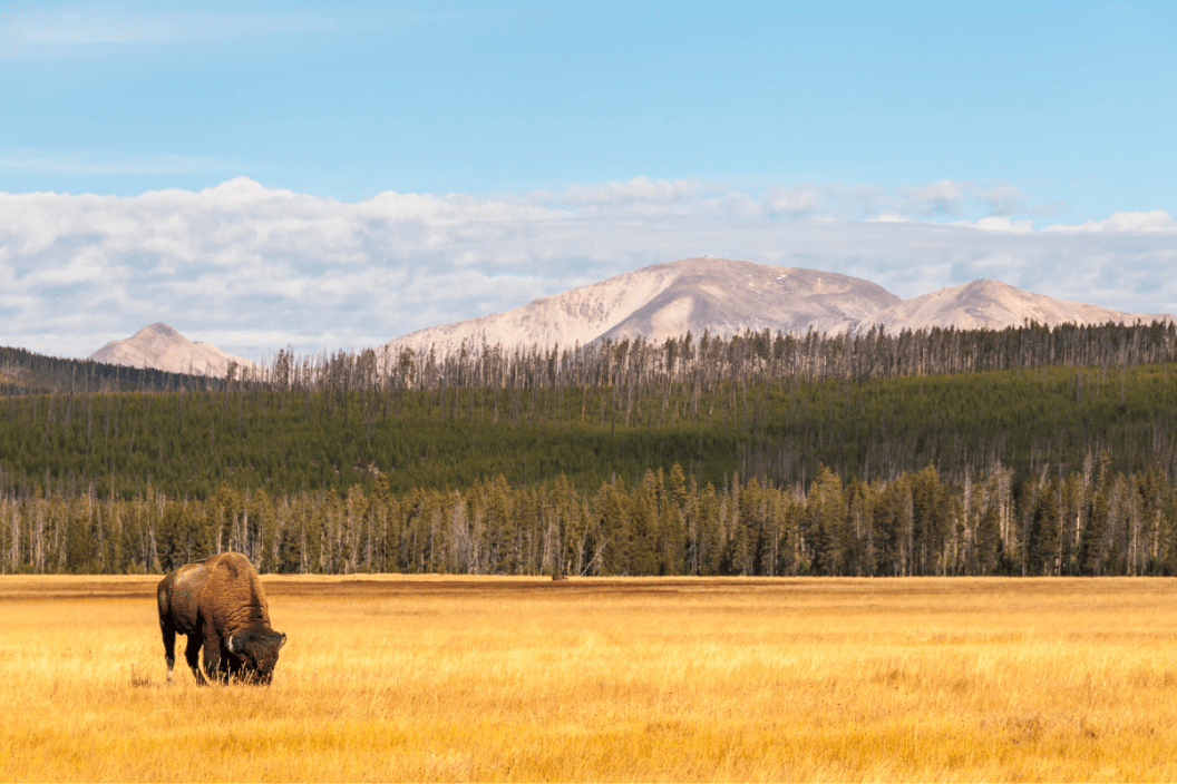 bison stands in the yellow grass