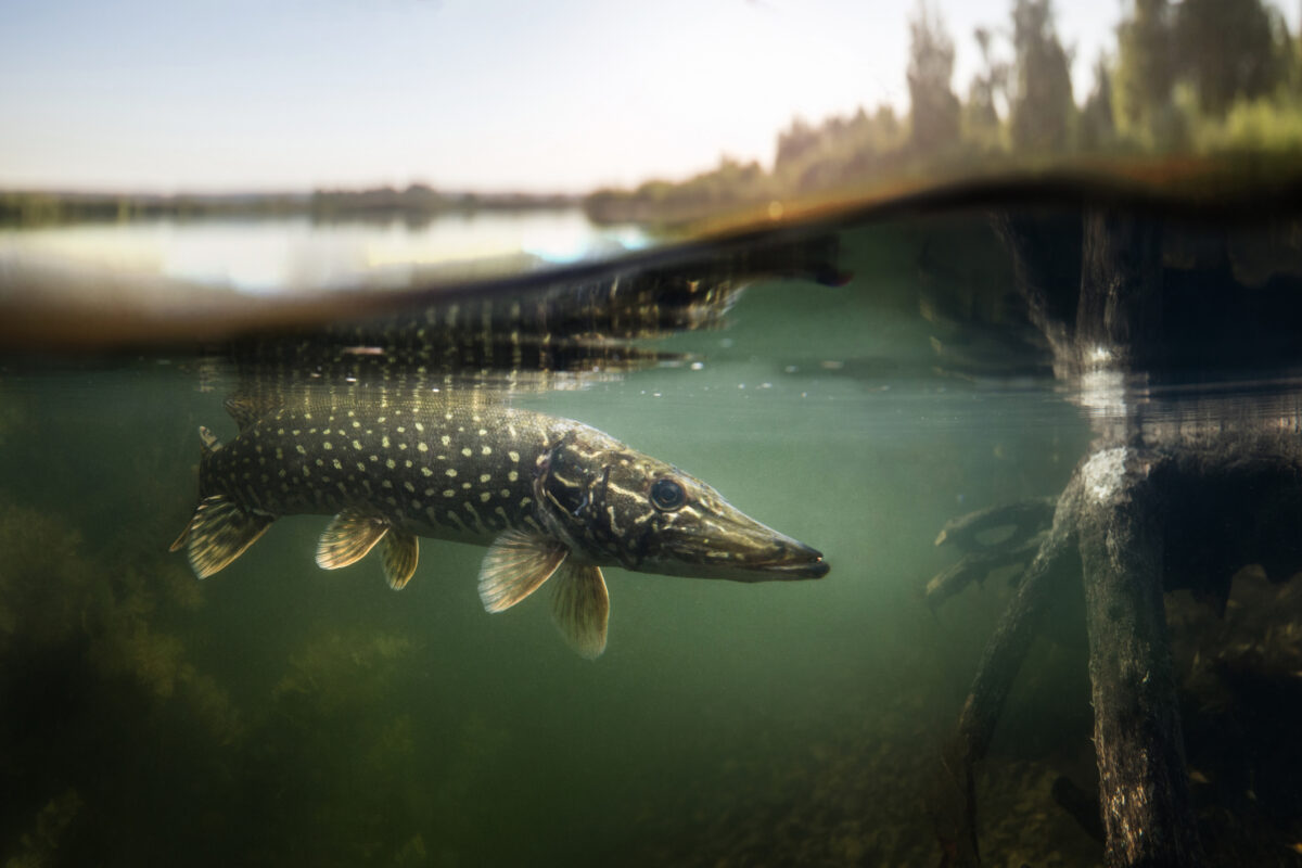 Pike fish underwater